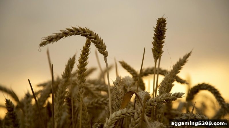 捕鱼达人网页版新手礼包领取全攻略与注意事项